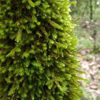 خزه اسفنگوم