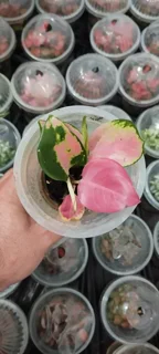 آگلونما لیدی صورتی