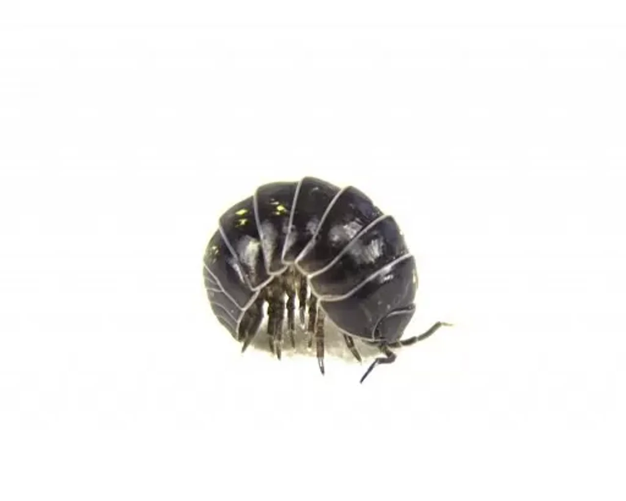 حشرات مفید پالاداریوم