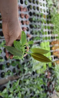 ساب هاستاتوم