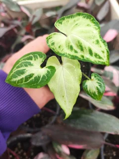 سینگنیوم ابلغ