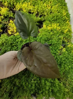 سینگنیوم بلک