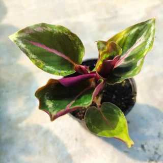 کالاتا رد موجو بنفش