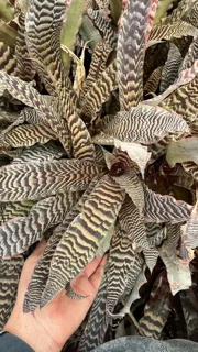 کریپتانتوس پوست ماری