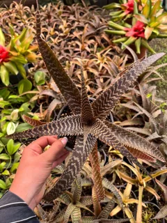 گیاه کریپتانتوس پوست ماری نیزه ای