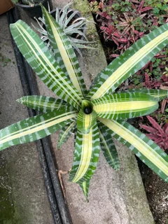 نئورژلیا گلد