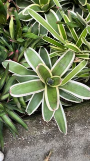 نئورژلیا وایت