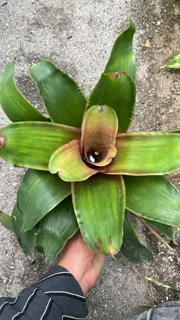 نئورژلیا سبز