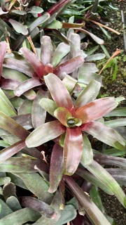 نئورژلیا قرمز