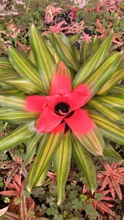 نئورژلیا پرنس