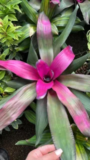 نئورژلیا ویولت وارداتی