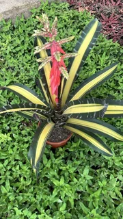 گازمانیا ابلاغ