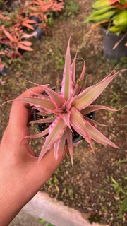 کریپتانتوس صورتی