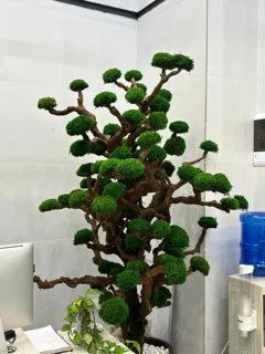 درختچه جاودان