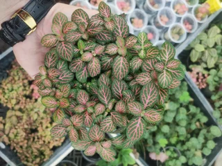 فیتونیا مینیاتوری