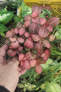 فیتونیا مینیاتوری