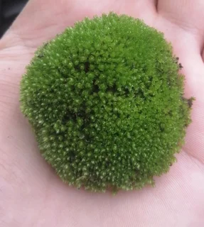 خزه توپی مینیاتوری