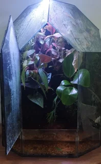 پالاداریوم