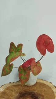 کالادیوم رد رز