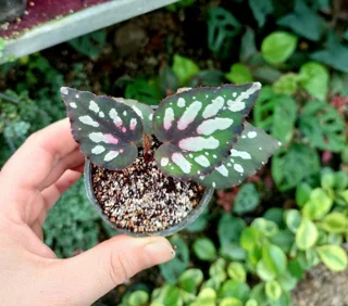 گیاه تراریومی بگونیا