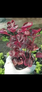 ایریزین قرمز