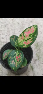 اگلونما خال دار