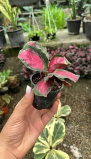 کالاتا رد موجو