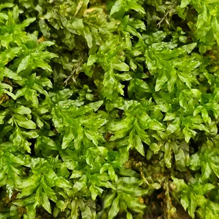 خزه اندولاتوم