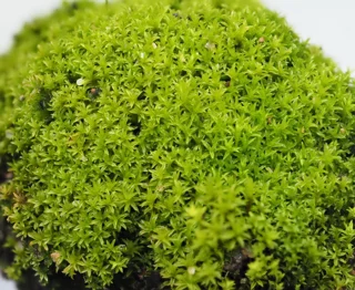 خزه باربولا