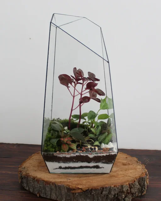 تراریوم طرح جنگل با نگهداری آسان و شناسنامه محصول