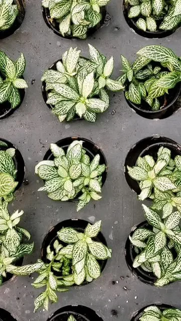 فیتونیا رنگی در 6 رنگ متنوع از مجموعه پلنت تخصصی گیاهان تراریومی