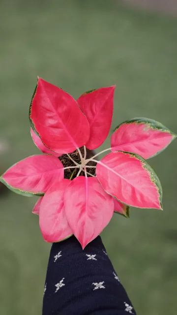 اگلونما پینک