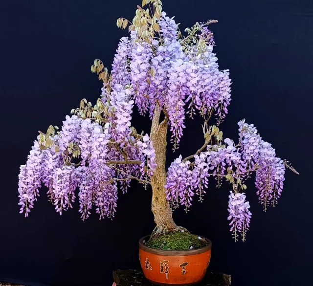 بنسای گلیسین