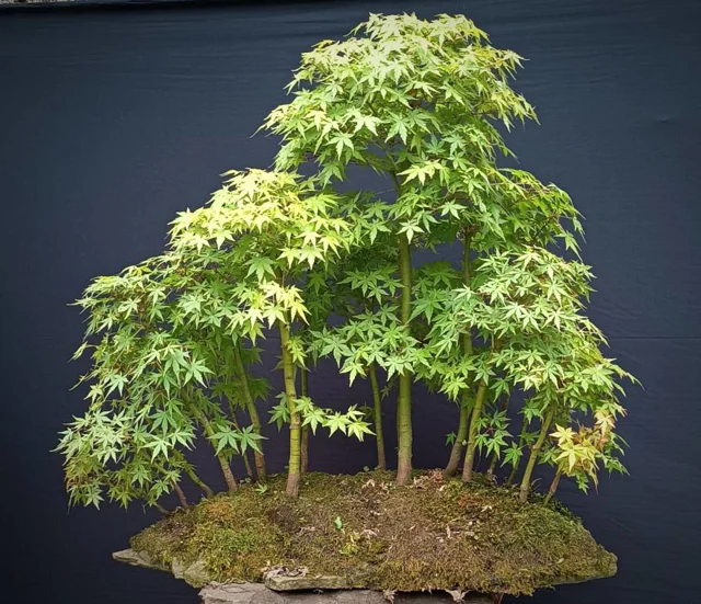 بنسای جنگلی افرا