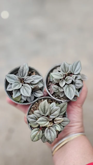 پپرومیا نقره ای