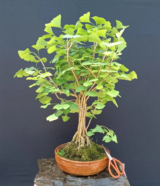 بنسای ژینگو